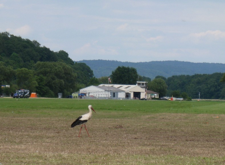 Unser Storch hat sein Revier zurück